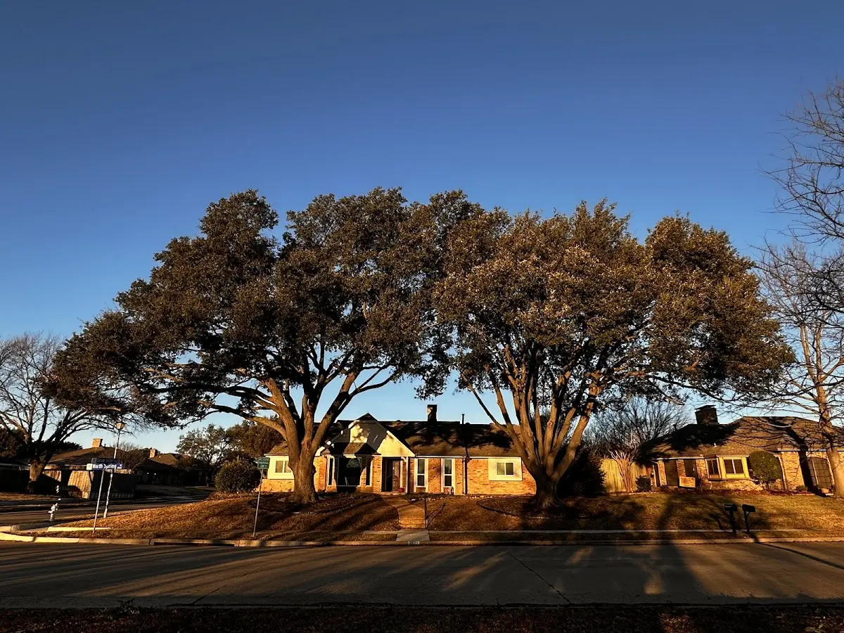 Established residential canopy tree shading a home in Sturdivant